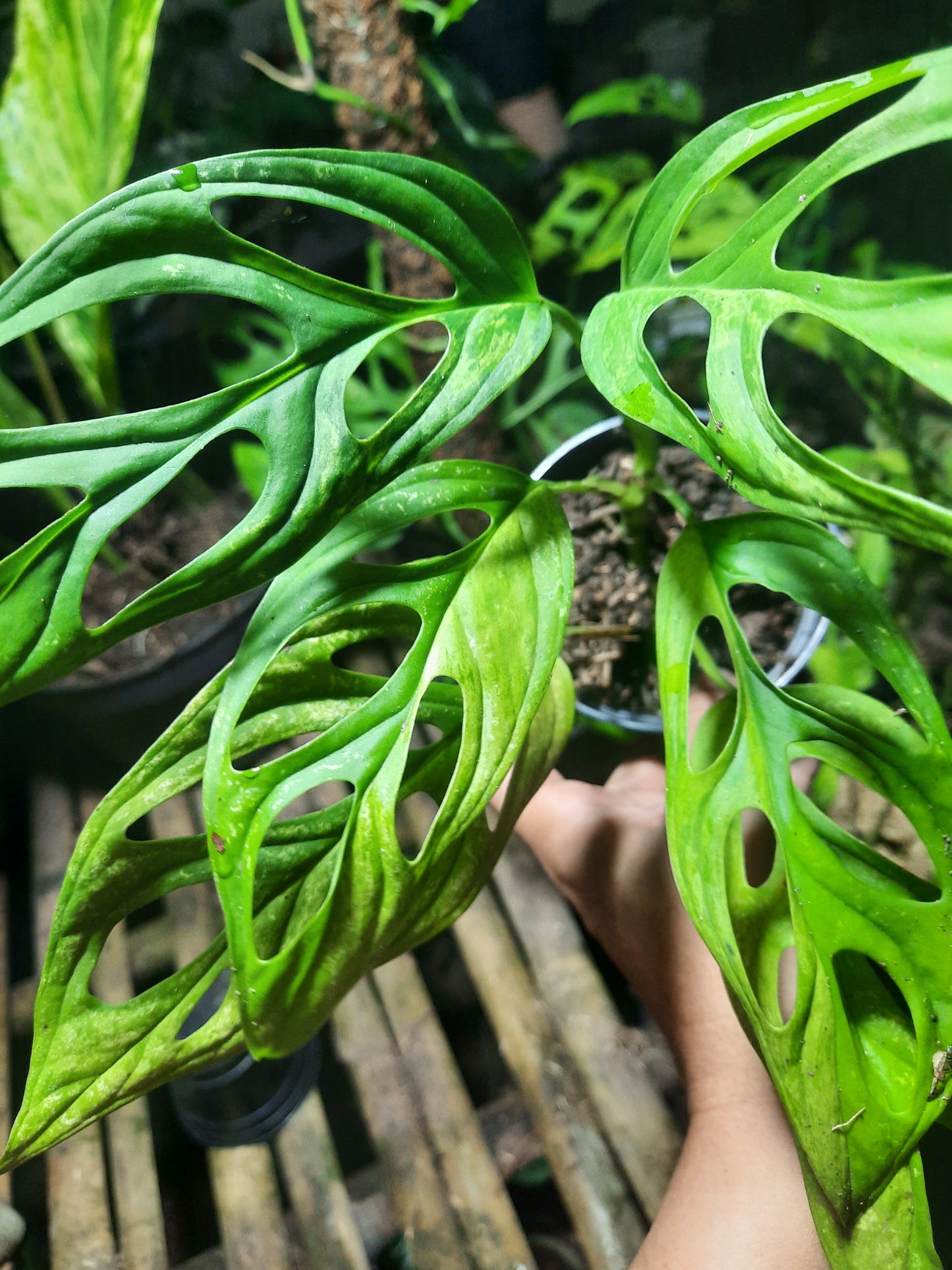 Monstera Andansoni Variegated Indonesia