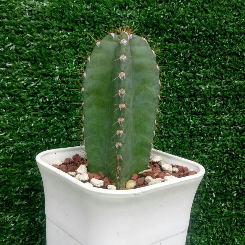 Cactus Cereus Peruvianus FREE PHYTOSANITARY