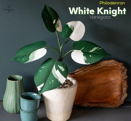 PHILODENDRON WHITE KNIGHT VARIEGATED