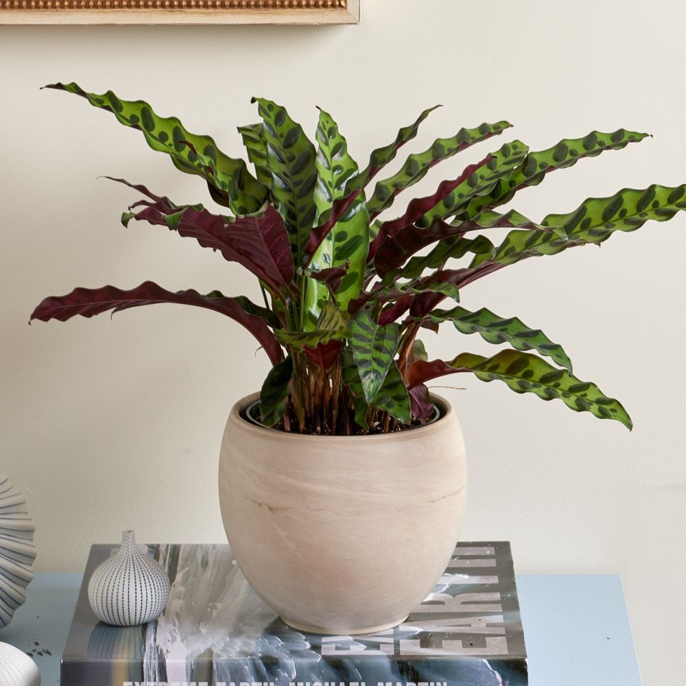 Calathea Lancifolia "Rattlesnake Plant"
