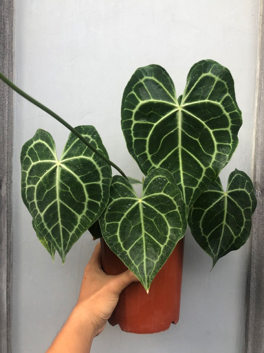 ANTHURIUM CLARINERVIUM