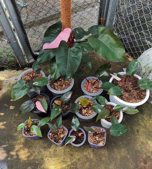 Philodendron Pink Princess