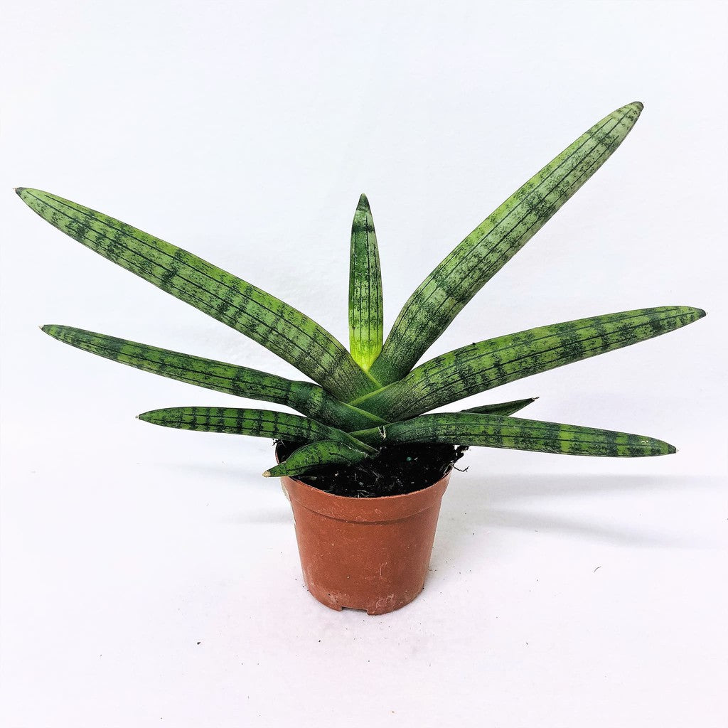 Sansevieria Cylindrica