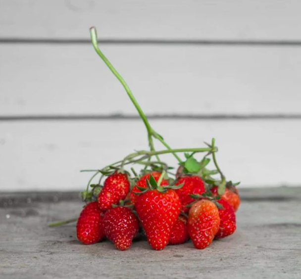 Red Giant Fragaria Ananassa STRAWBERRY Samen, Fruchtsamen, Erbstücksamen, Gartensamen, Bio-Samen, gentechnikfrei