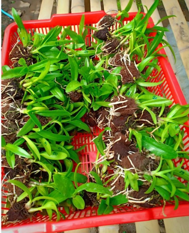 SEEDLING DENDROBIUM HYBRID ORCHID TWIST & ROUND BANGKOK THAILAND