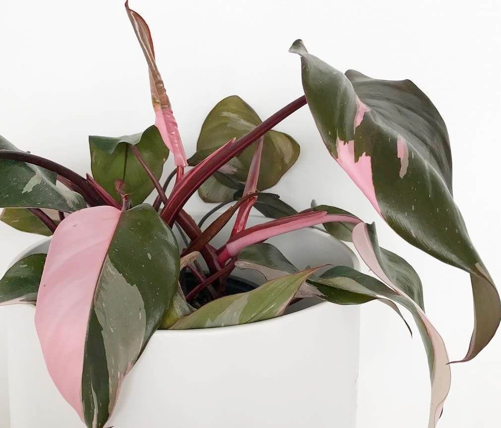 Philodendron Pink Princess