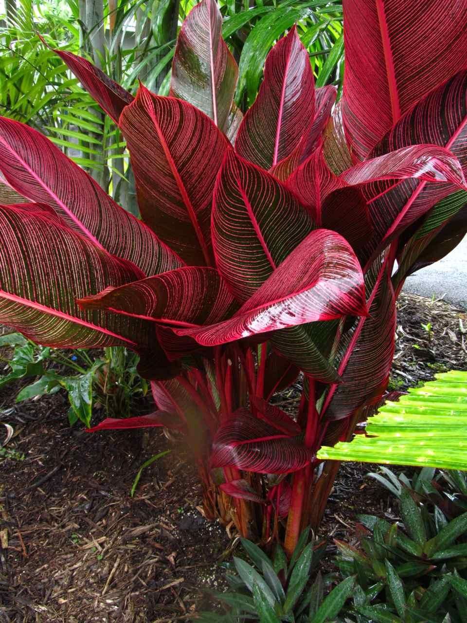 Red Leaf Heliconia