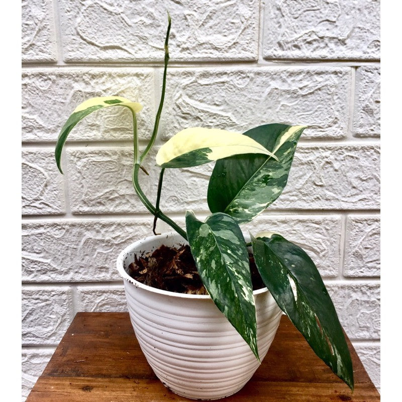 EPIPREMNUM PINNATUM แตกต่างกัน