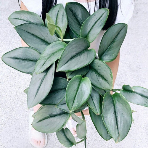 SCINDAPSUS MOONLIGHT