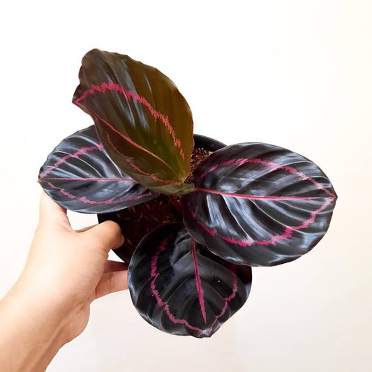 Calathea Roseopicta "Dottie" House plant FREE Phytosanitary