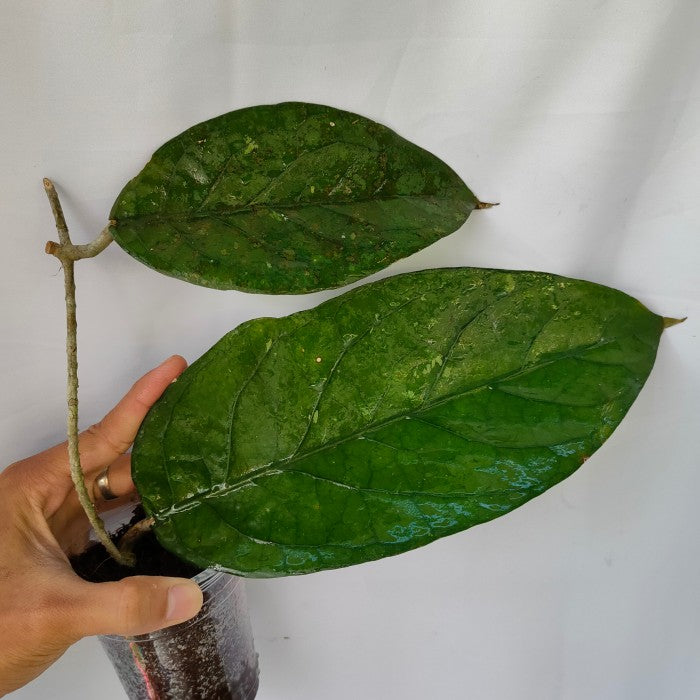 Hoya SP.Aceh Rare Plants