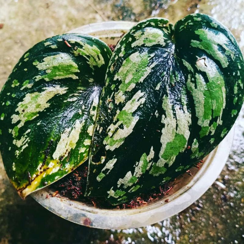 SCINDAPSUS TRICOLOR