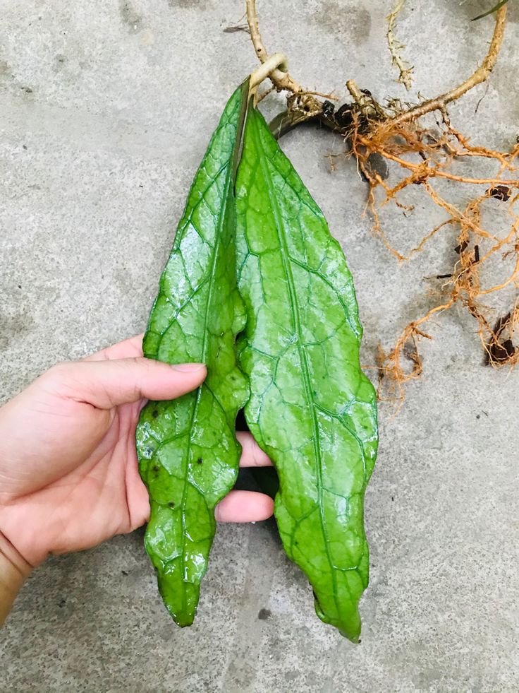 HOYA CLEMENSIORUM FREE PHYTOSANITARY