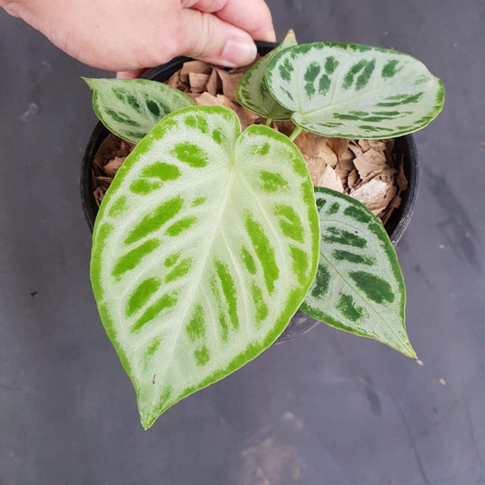 Anthurium Silver Blush