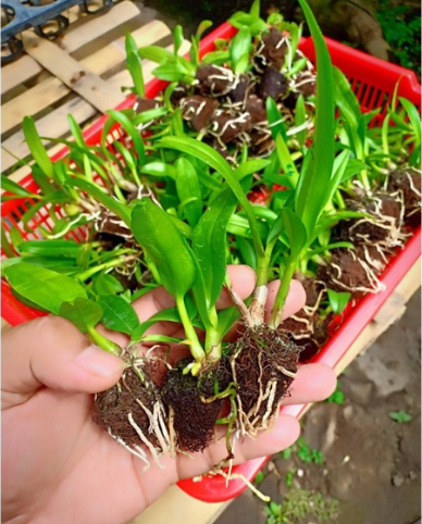 SEEDLING DENDROBIUM HYBRID ORCHID TWIST & ROUND BANGKOK THAILAND