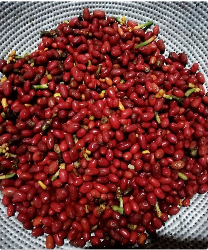 10 Seeds Aglonema Pictum Tricolor seed Rare Plants With Phyto Certificate