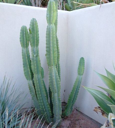 Cactus Cereus Peruvianus FREE PHYTOSANITARY