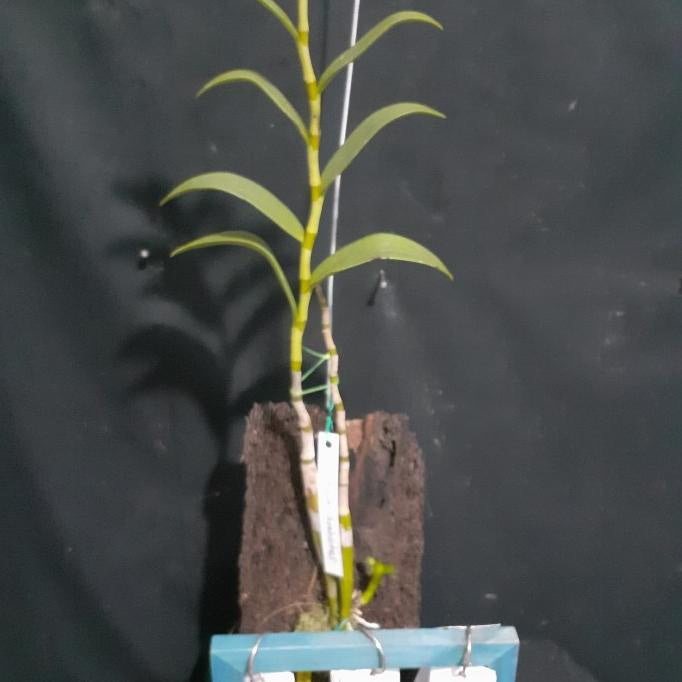 Dendrobium Orchid Stratiotes