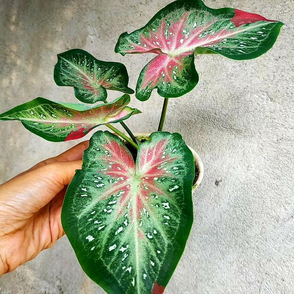 Caladium Shycool Cat Tumpah || Rare Plants || Wholesale Buy More get Cheaper Price || FREE phytosanitary, DHL express || Rare