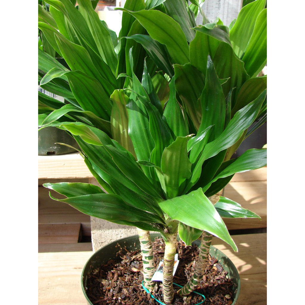 Dracaena Fragrans (Massangeana)- Song of India - Lily Bamboo - Song of Jamaica