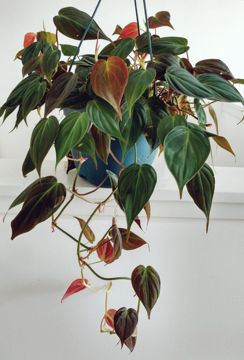 Philodendron Micans Rare Velvet Aroid Terrarium Plant Free Phytosanitary