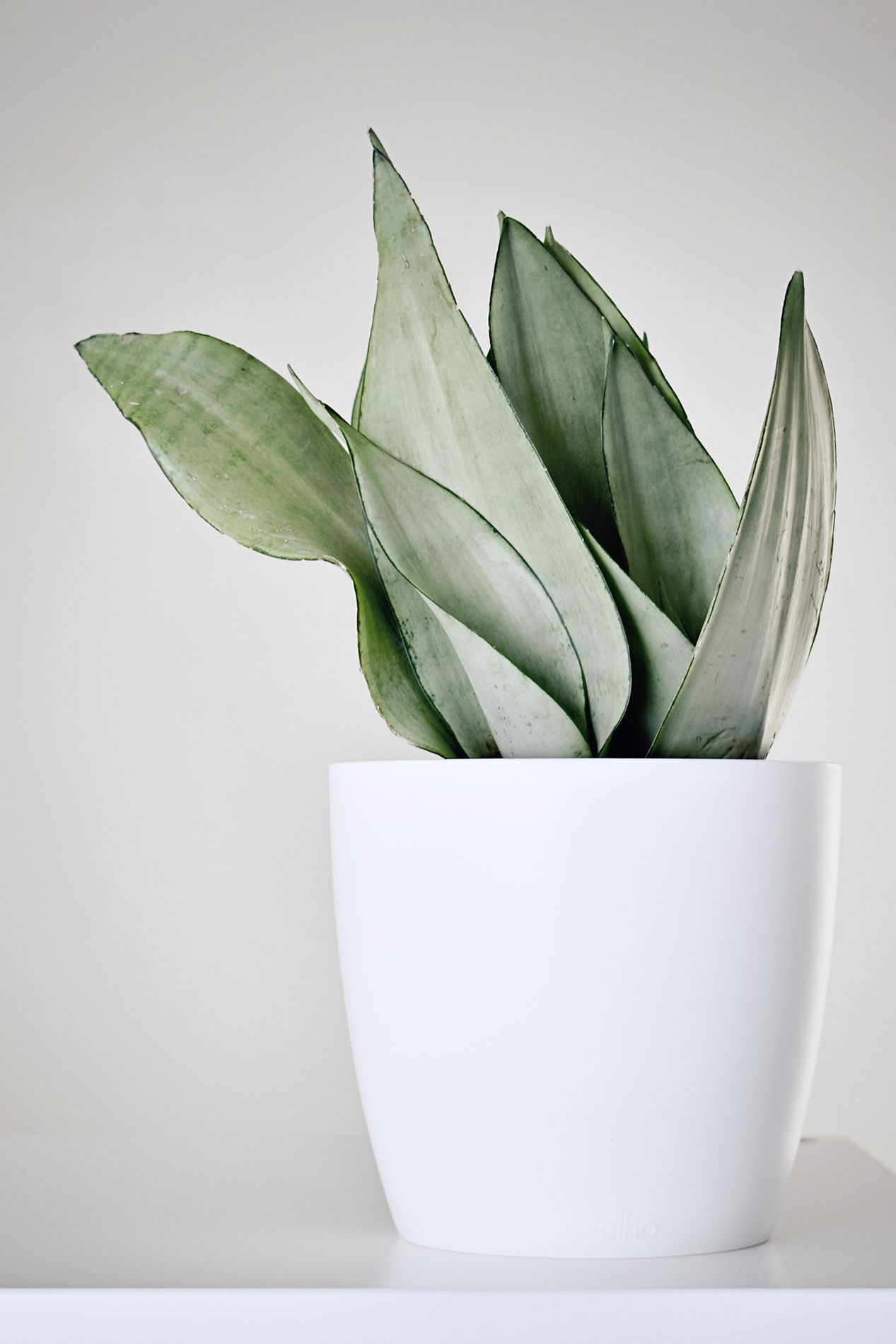 Sansevieria Trifasciata 'Moonshine' Free Phytosanitary