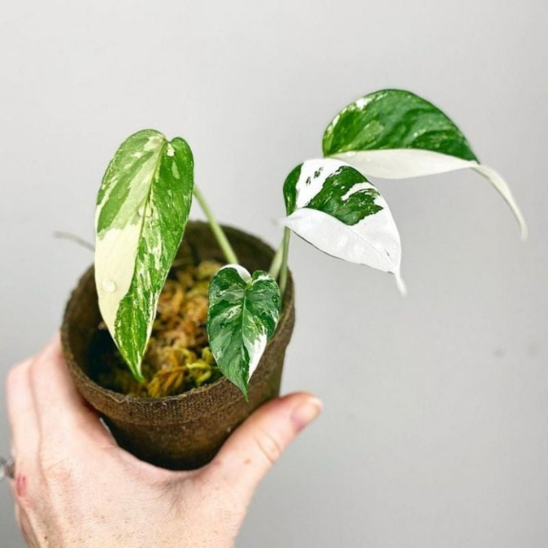 EPIPREMNUM PINNATUM แตกต่างกัน