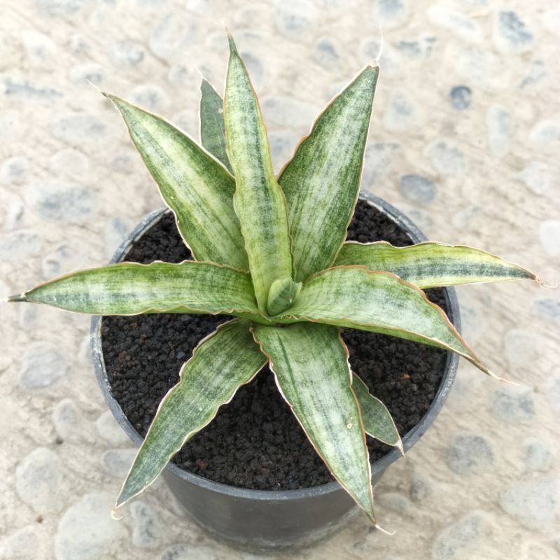 Sansevieria Donnie x Cordova