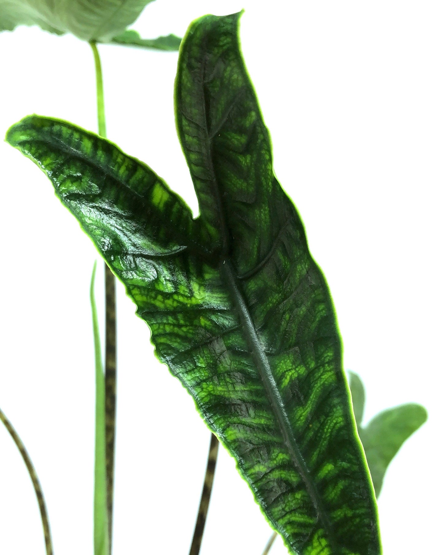 Alocasia Zebrina Reticulata (Bigger Bulb Only) FREE PHYTOSANITARY