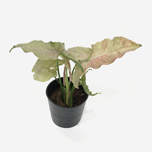 Syngonium Pink Spot
