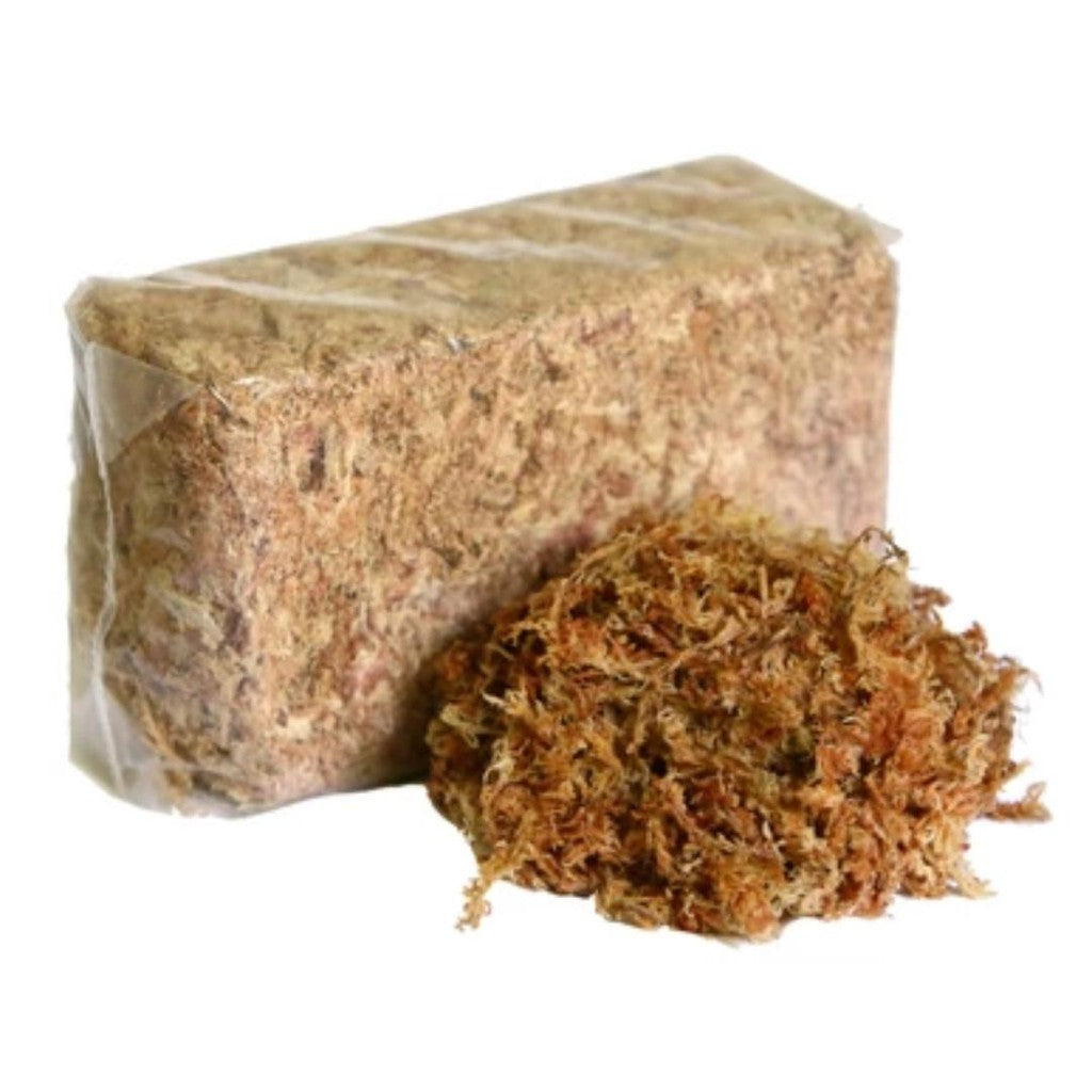 PLANTING MEDIA WHITE MOSS SPHAGNUM MOSS CHILE 100 GRAM