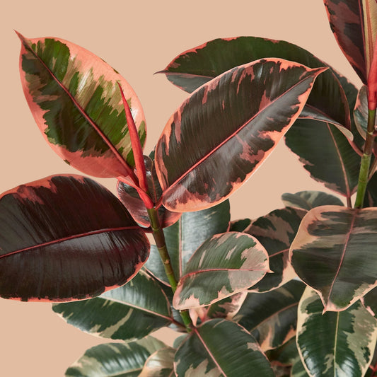 Variegated Ficus Elastica Tineke Rubber Plant