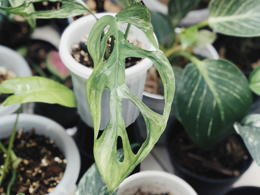 Monstera Andansoni Variegated Local Indonesia