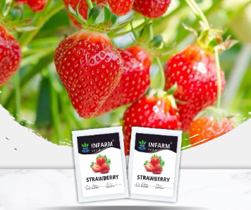 Red Giant Fragaria Ananassa STRAWBERRY Samen, Fruchtsamen, Erbstücksamen, Gartensamen, Bio-Samen, gentechnikfrei