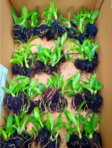 SEEDLING DENDROBIUM HYBRID ORCHID TWIST & ROUND BANGKOK THAILAND