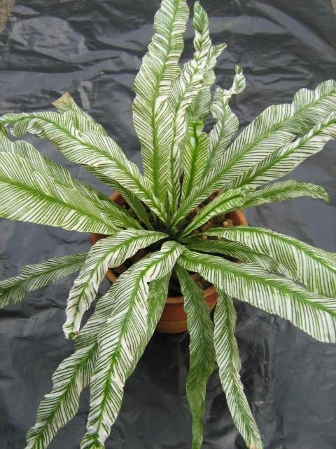 Asplenium Japan Variegated Rare Plants