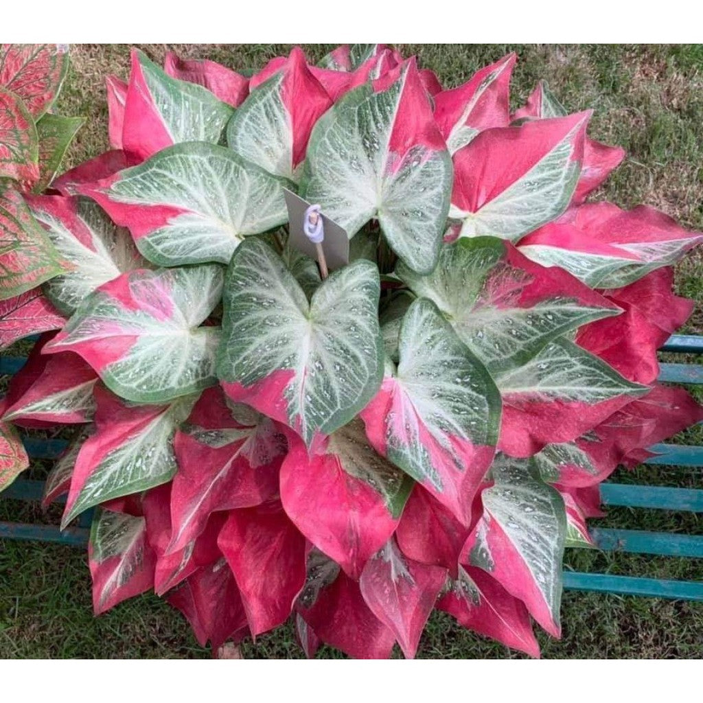 Caladium Shycool Cat Tumpah || Rare Plants || Wholesale Buy More get Cheaper Price || FREE phytosanitary, DHL express || Rare