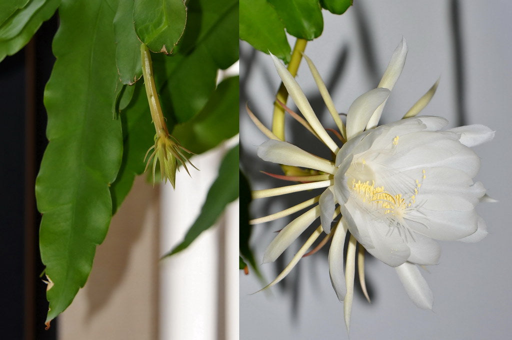 Epiphyllum Cactus Orchid Night Queen Live Cuttings, Kadupul Flower Plants 5 Rooted cuttings FREE PHYTOSANITARY