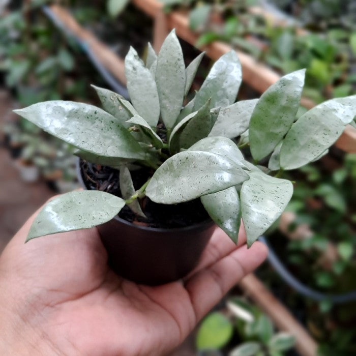HOYA LACUNOSA SILVER