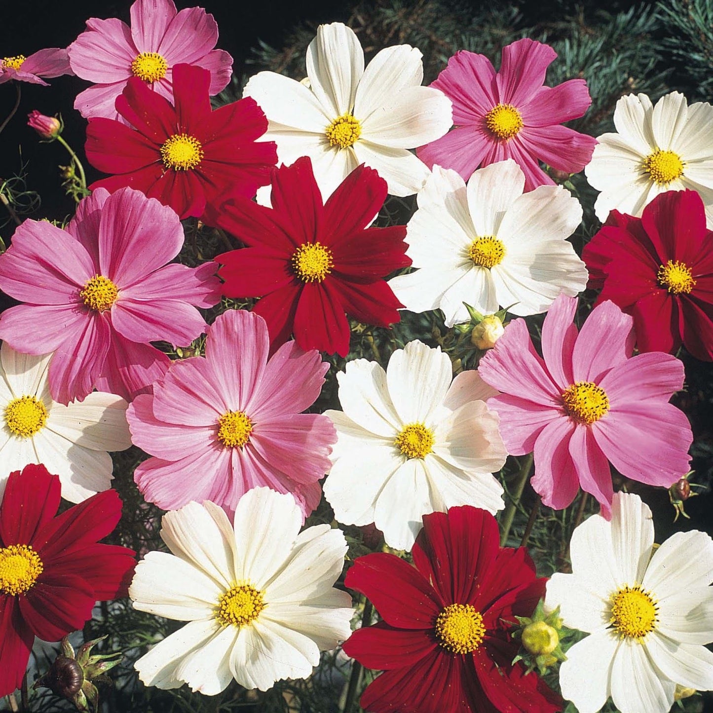 Cosmos Flower Seeds Mixed Sensation 10 Seeds