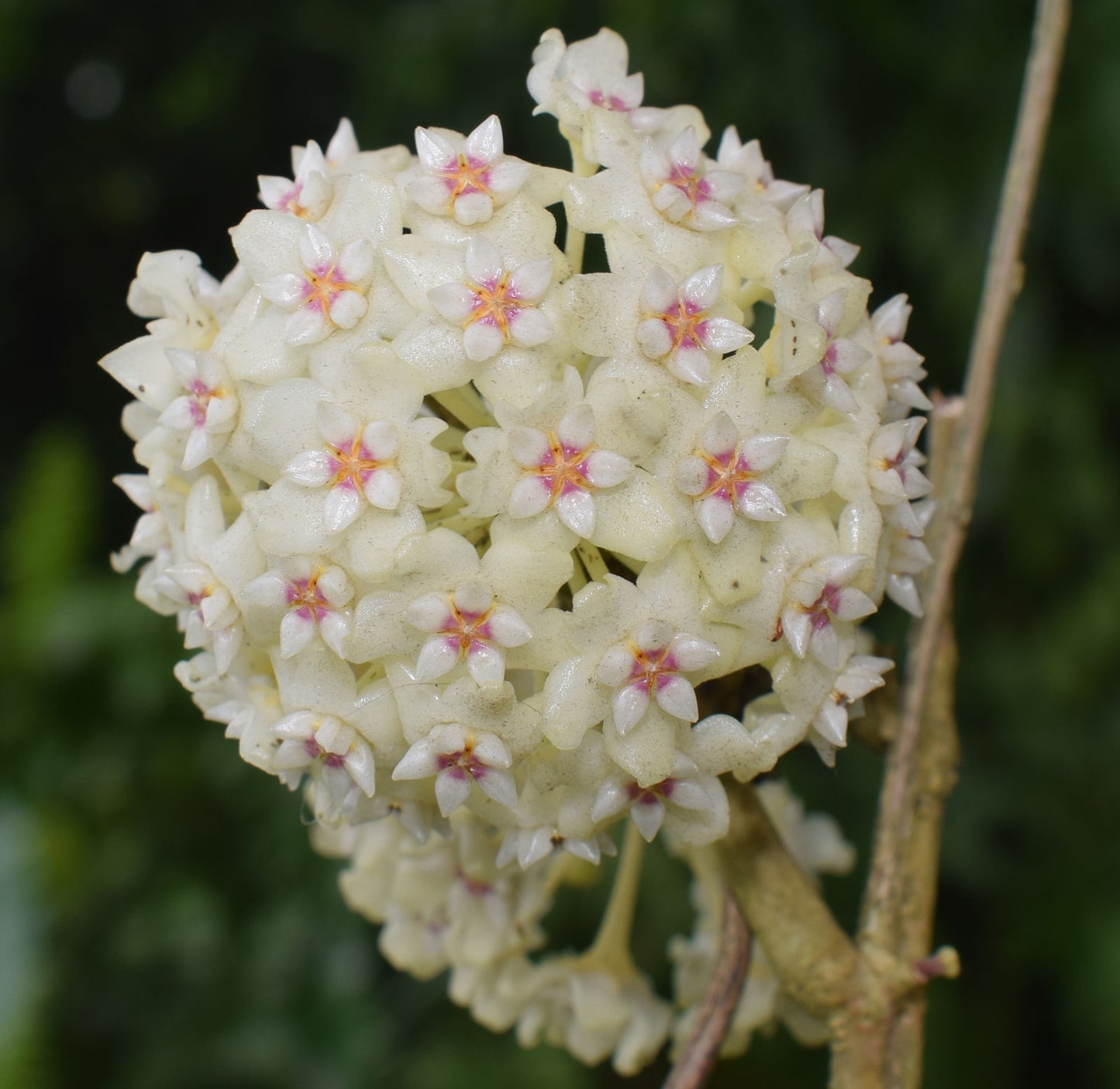 Hoya Verticillata Sulawesi