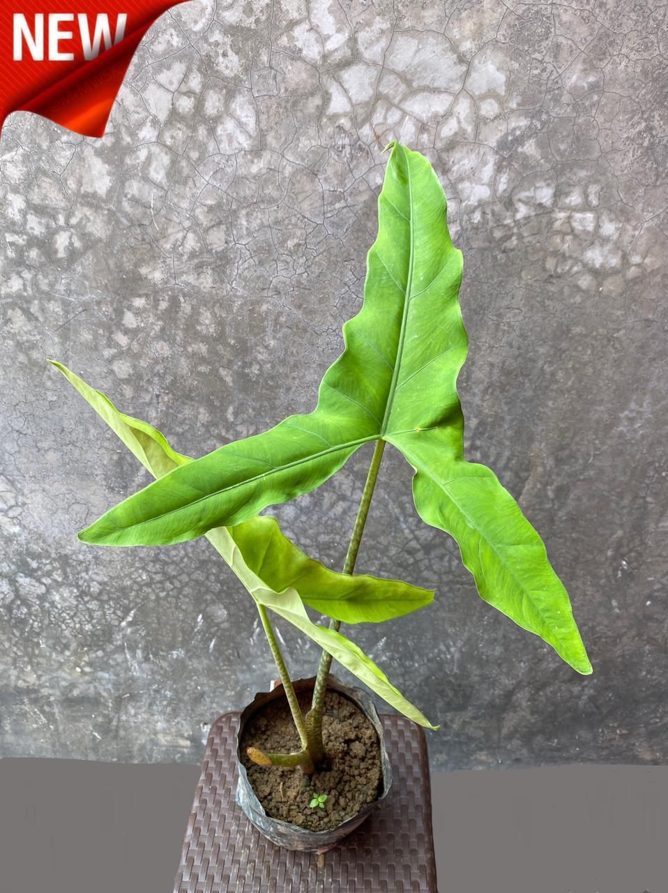 Alocasia Tigrina Superba Sp.Sulawesi Indonesia FREE PHYTOSANITARY