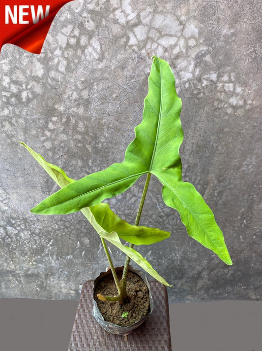 Alocasia Tigrina Superba Sp.Sulawesi Indonesia FREE PHYTOSANITARY