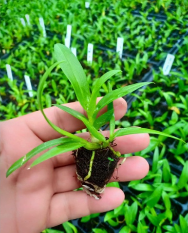 SEEDLING DENDROBIUM HYBRID ORCHID TWIST & ROUND BANGKOK THAILAND