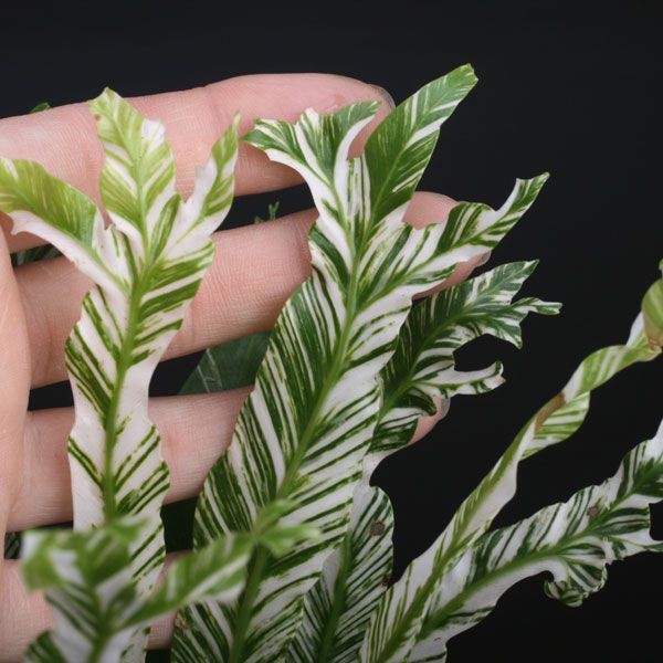 Asplenium Japan Variegated Rare Plants