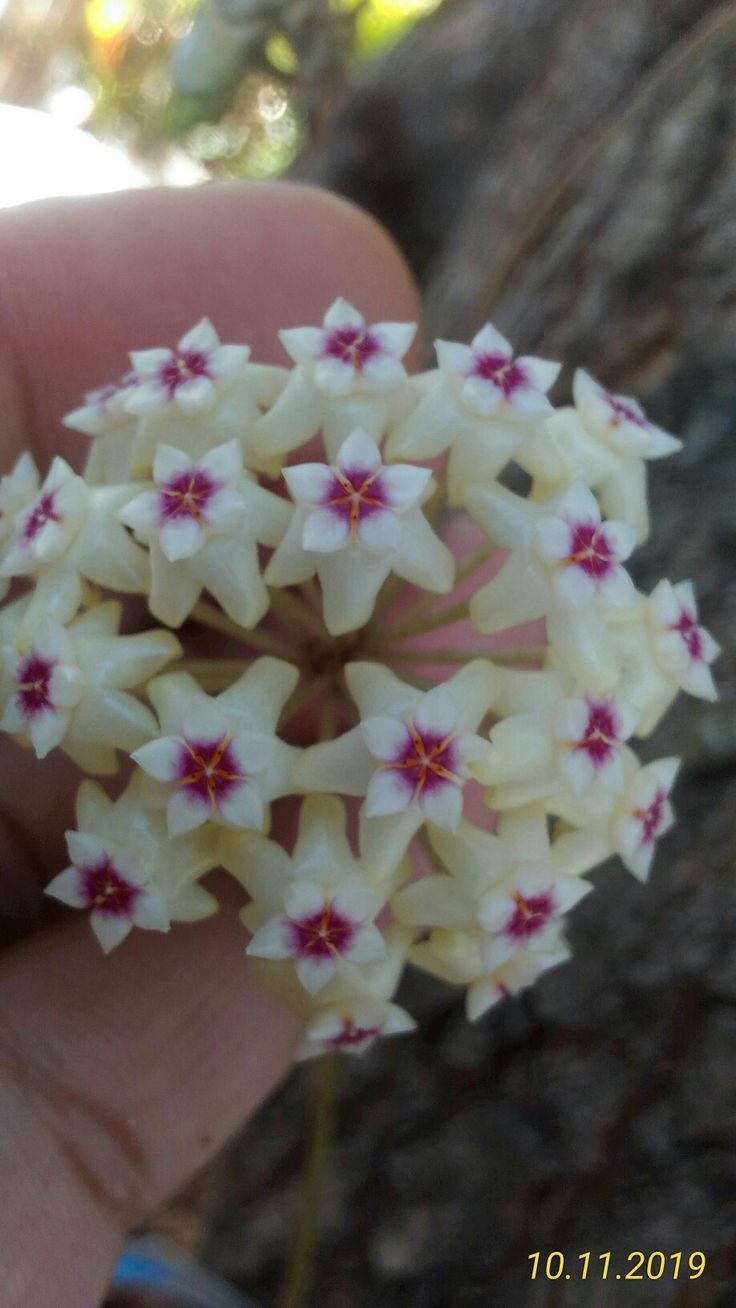 Hoya Verticillata Sp.Nganjuk