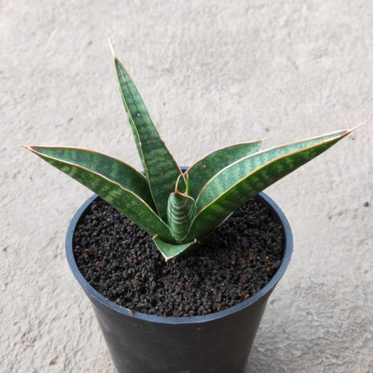 Sansevieria Donnie x Cordova