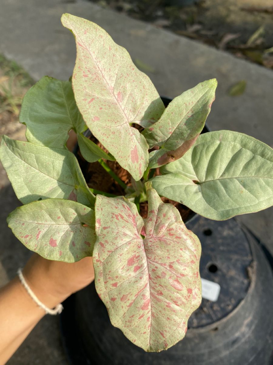 SYNGONIUM MILK CONFETTI