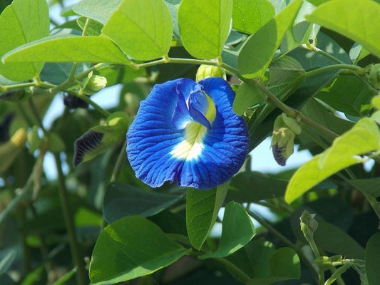 100% Organic Dried Blue Butterfly Pea Flower Clitoria ternatea Herbal Tea/Dried Flowers and Powder/NON_GMO Herbal Blue Tea