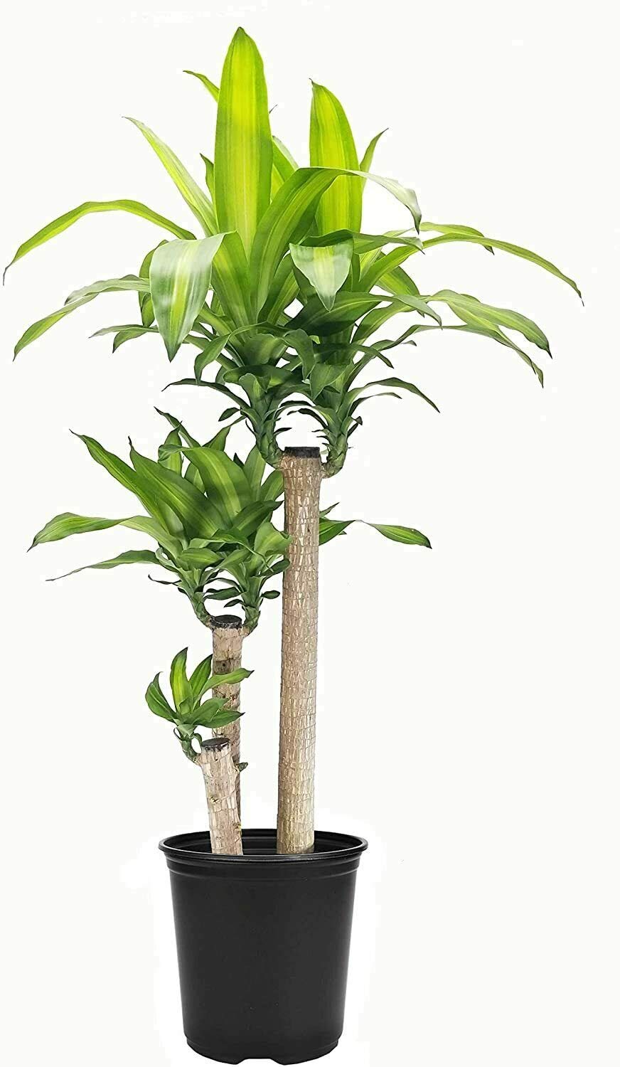 Dracaena Fragrans (Massangeana)- Song of India - Lily Bamboo - Song of Jamaica